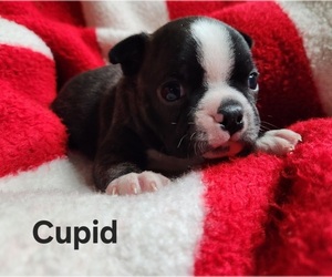 Boston Terrier Puppy for sale in AFTON, WY, USA