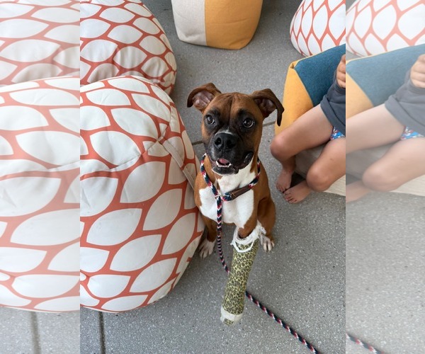 Medium Photo #2 Boxer Puppy For Sale in Burnsville, MN, USA