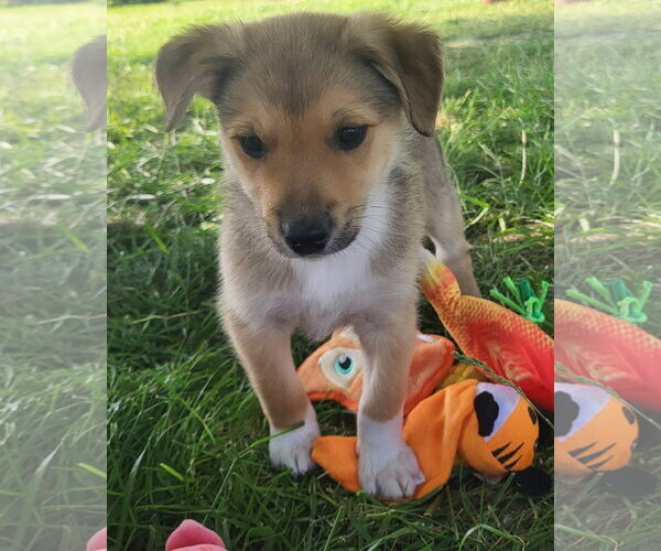Medium Photo #3 Australian Kelpie-Golden Retriever Mix Puppy For Sale in Germantown, OH, USA