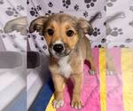 Small #1 Australian Shepherd-German Shepherd Dog Mix