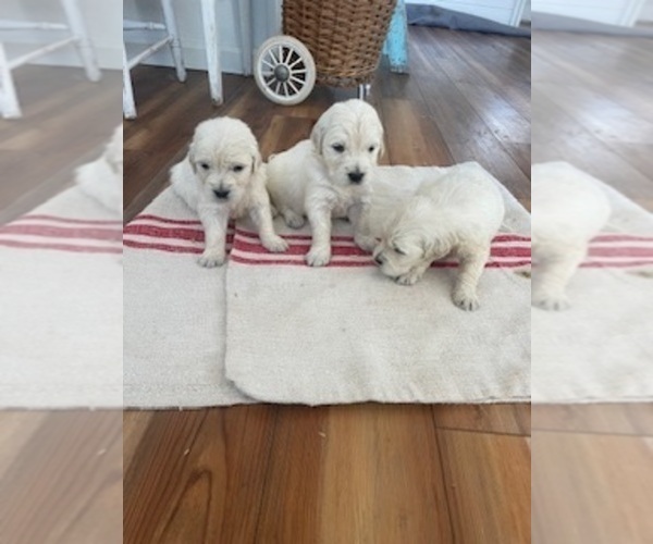 Medium Photo #1 Golden Retriever Puppy For Sale in MERCED, CA, USA