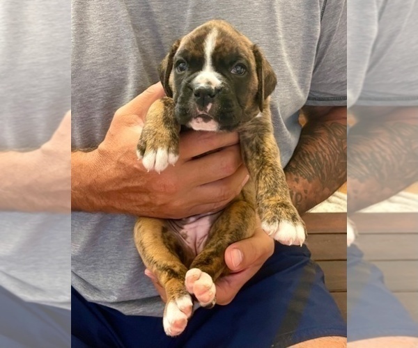 Medium Photo #3 Boxer Puppy For Sale in MECHANICSVILLE, MD, USA