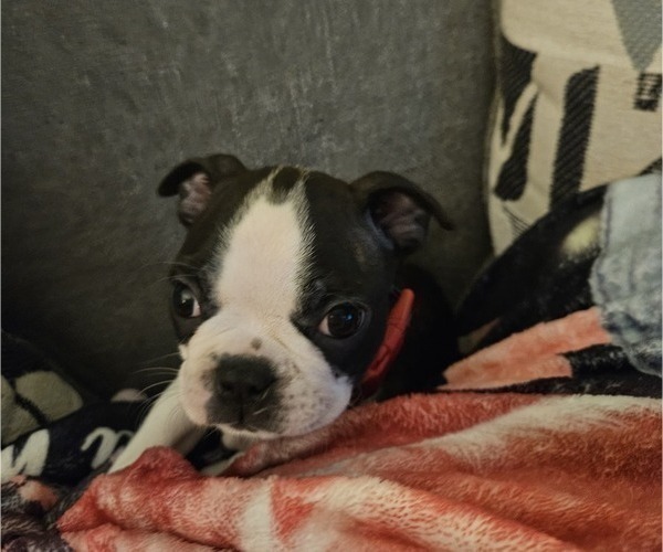 Medium Photo #1 Boston Terrier Puppy For Sale in ABILENE, TX, USA