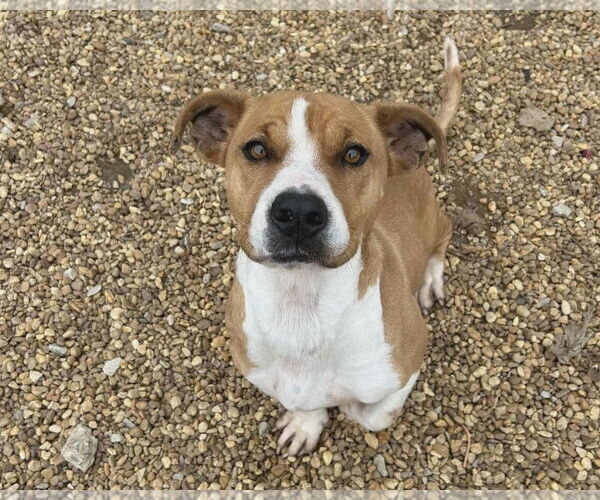 Medium Photo #4 Mutt Puppy For Sale in Anniston, AL, USA