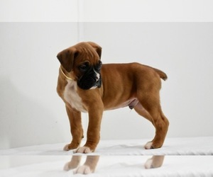 Boxer Puppy for sale in SHIPSHEWANA, IN, USA