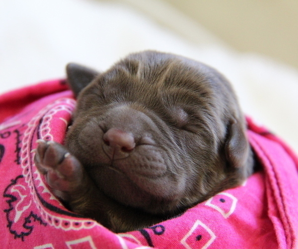 Medium Photo #2 Labrador Retriever Puppy For Sale in HYDE PARK, VT, USA