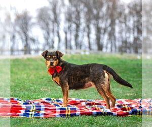 Mutt Dogs for adoption in Unionville, PA, USA