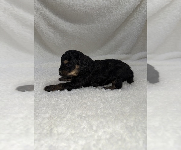 Medium Photo #13 Cavapoo mix (+ Poodle Miniature) Puppy For Sale in MUNFORDVILLE, KY, USA
