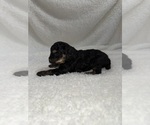 Small Photo #13 Cavapoo mix (+ Poodle Miniature) Puppy For Sale in MUNFORDVILLE, KY, USA