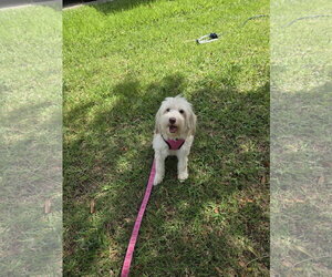 Poodle (Miniature)-Unknown Mix Dogs for adoption in Spring, TX, USA