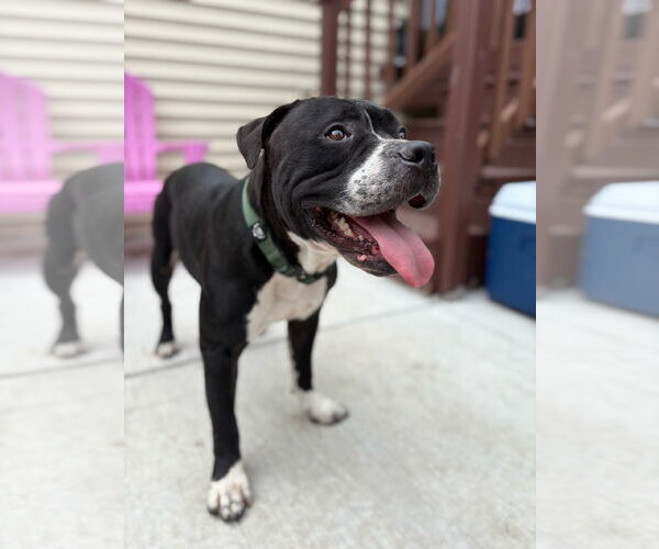 Medium Photo #8 Mutt Puppy For Sale in Crete, IL, USA