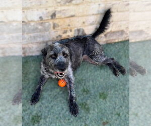 Tia - Female Labrador Retriever-Unknown Mix Dog for Adoption - Photo #2
