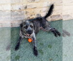 Small Photo #2 Labrador Retriever-Unknown Mix Puppy For Sale in Phoenix, AZ, USA