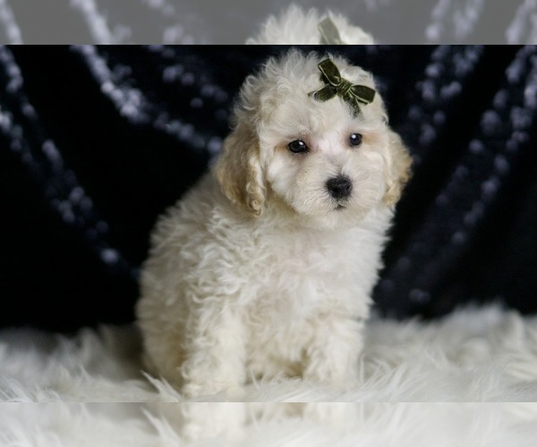 Medium Photo #102 Maltipoo (Miniature) Puppy For Sale in WARSAW, IN, USA