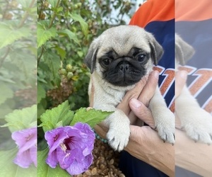 Pug Puppy for sale in HOWELL, MI, USA