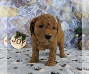 Medium Goldendoodle-Poodle (Miniature) Mix