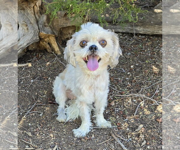 Medium Photo #1 Shih Tzu-Unknown Mix Puppy For Sale in Albuquerque, NM, USA