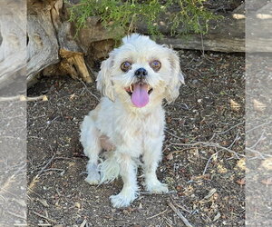 Shih Tzu-Unknown Mix Dogs for adoption in Albuquerque, NM, USA