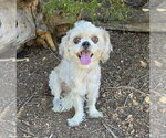 Small Shih Tzu Mix