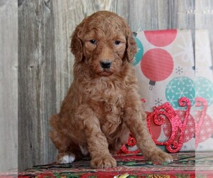 Goldendoodle-Poodle (Standard) Mix Puppy for sale in HONEY BROOK, PA, USA