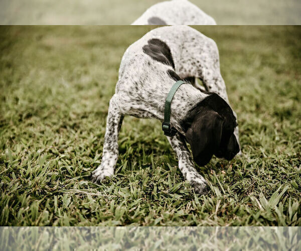Medium Photo #11 German Shorthaired Pointer Puppy For Sale in GAINESVILLE, GA, USA