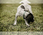 Small Photo #11 German Shorthaired Pointer Puppy For Sale in GAINESVILLE, GA, USA