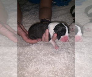 Boxer Puppy for sale in CUMMING, GA, USA