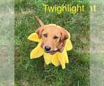 Small #3 Redbone Coonhound Mix