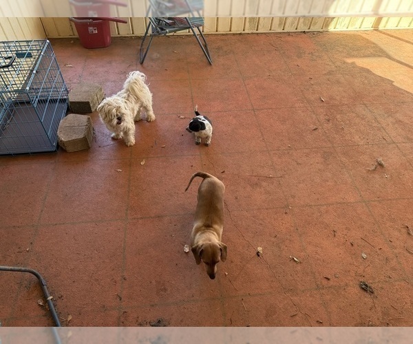 Medium Photo #47 Schweenie Puppy For Sale in DOTHAN, AL, USA