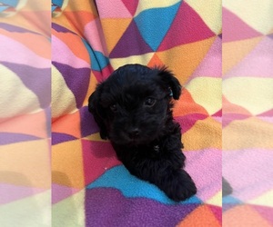 Poodle (Toy)-Yorkshire Terrier Mix Puppy for sale in CASTROVILLE, TX, USA