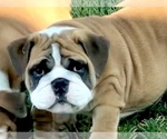 Small Photo #25 Bulldog Puppy For Sale in NORCO, CA, USA