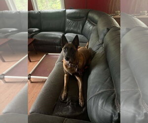 Ritz - Located in New Hampshire - Female Mutt Dog for Adoption - Photo #4