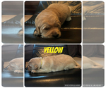 Small #4 Golden Retriever