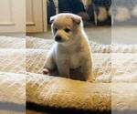 Small Photo #5 Shiba Inu Puppy For Sale in SNOHOMISH, WA, USA