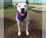 Small American Staffordshire Terrier Mix