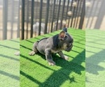 Small #3 French Bulldog