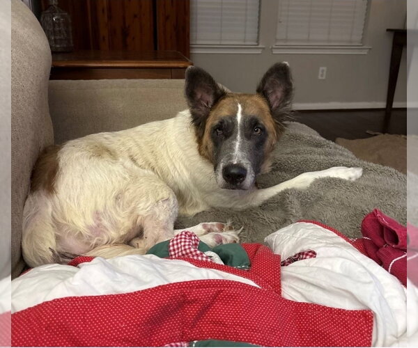 Medium Photo #4 Mutt Puppy For Sale in Lakewood, CO, USA