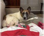 Small #3 Mutt