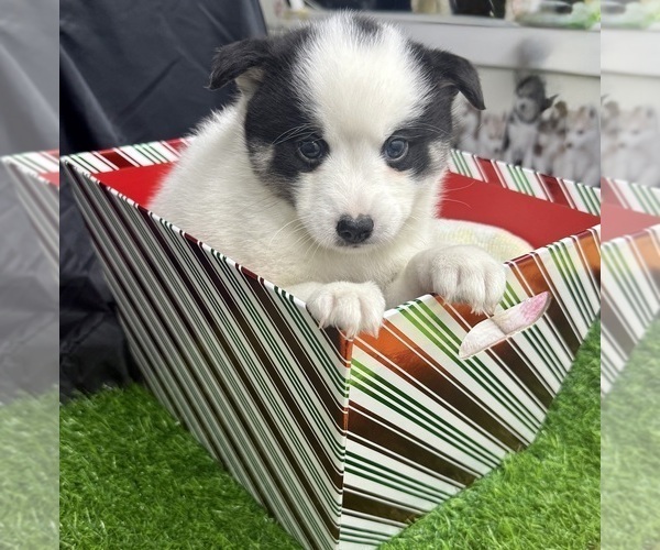 Medium Photo #2 Pomsky-Shiba Inu Mix Puppy For Sale in NASHUA, NH, USA