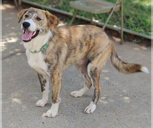 Medium Border Collie-Plott Hound Mix