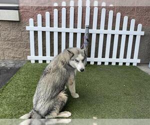 Siberian Husky Dogs for adoption in Modesto, CA, USA