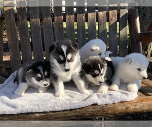 Alusky Puppy for sale in SILVERTON, OR, USA