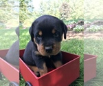 Small Photo #4 Rottweiler Puppy For Sale in GOSHEN, IN, USA