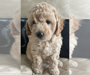 Goldendoodle (Miniature) Puppy for sale in WICHITA FALLS, TX, USA