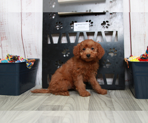 Goldendoodle (Miniature) Puppy for sale in MARIETTA, GA, USA