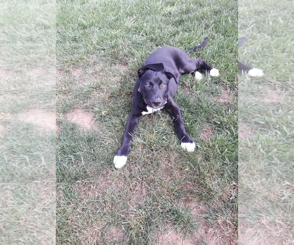 Medium Photo #20 German Shepherd Dog-Unknown Mix Puppy For Sale in Escondido, CA, USA