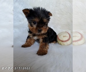Yorkshire Terrier Puppy for sale in LOWELL, MA, USA