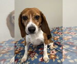 Anna Mae - Female Beagle Dog for Adoption - Small photo