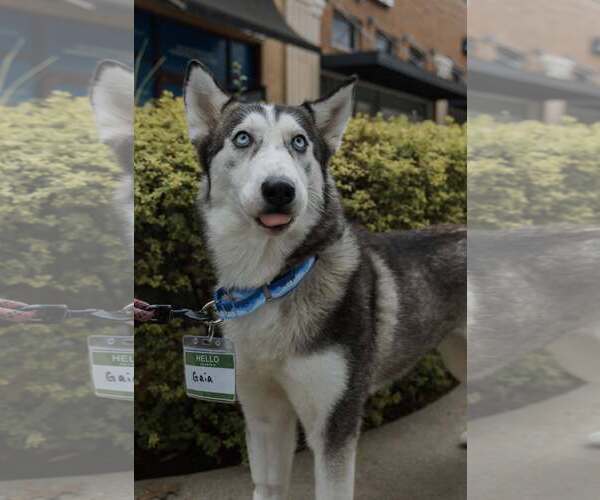 Medium Photo #2 Siberian Husky Puppy For Sale in Carrollton, TX, USA