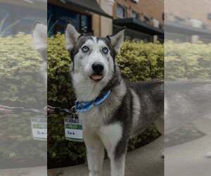 Gaia - Female Siberian Husky Dog for Adoption - Photo #2